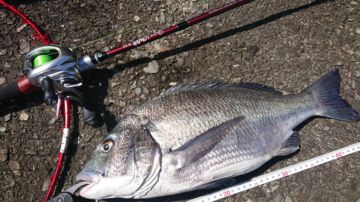 Fishman Beams LOWER8.6L ビームスローワー86L ビームスローワー 86l