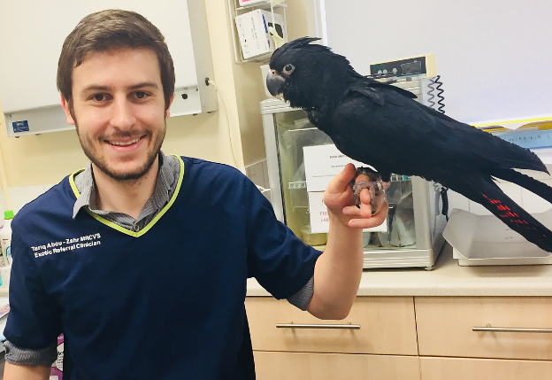 Northern Parrots are recommended by Avian Vets. Dr Tariq Abou-Zahr CertAVP (ZooMed) MRCVS “I am always sending people in the direction of Northern Parrots, they have pretty much everything the Parrot owner could need and more!" See more testimonials here bit.ly/3gdpLsp