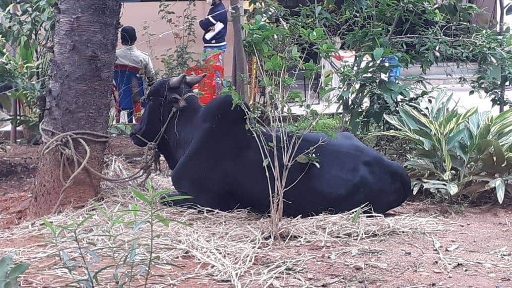 wahtsfoundation's tweet photo. A young bull was rescued near R T Nagar police station limit and shifted to Goshala for it's future care and maintenance. 

Vote of thanks to

Maruthi Medicals, Vijaynagar 
Mr.Bharath

for their kind support.

Special thanks Mr.Akshay Kumar. https://t.co/osOx5Qb0CR