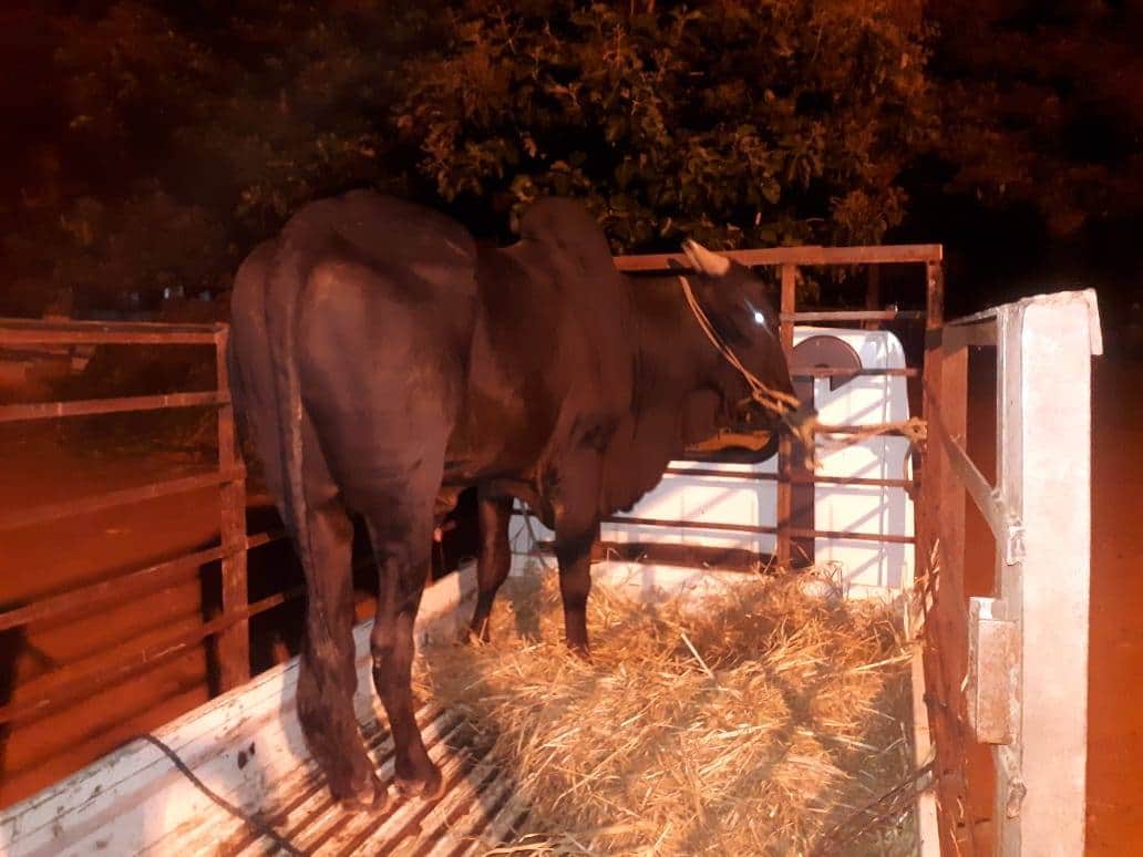 wahtsfoundation's tweet photo. A young bull was rescued near R T Nagar police station limit and shifted to Goshala for it's future care and maintenance. 

Vote of thanks to

Maruthi Medicals, Vijaynagar 
Mr.Bharath

for their kind support.

Special thanks Mr.Akshay Kumar. https://t.co/osOx5Qb0CR