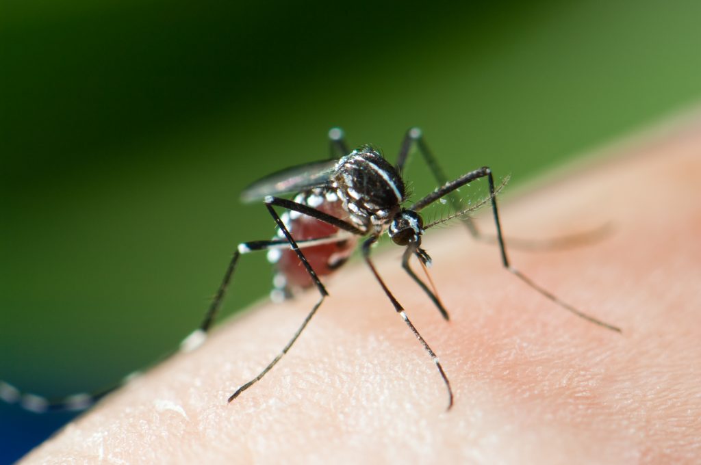 Mosquito_Alert's tweet photo. Did you know that the #tigermosquito is not a great flyer? 🦟🦟
If they have everything they need there: shelter, shade, blood and water to reproduce they won't move very far. They move a radius of between 200 and 500 meters from their #breedingplace.
👇
https://t.co/Fh9yksVC25 https://t.co/FiTzn9ANUp