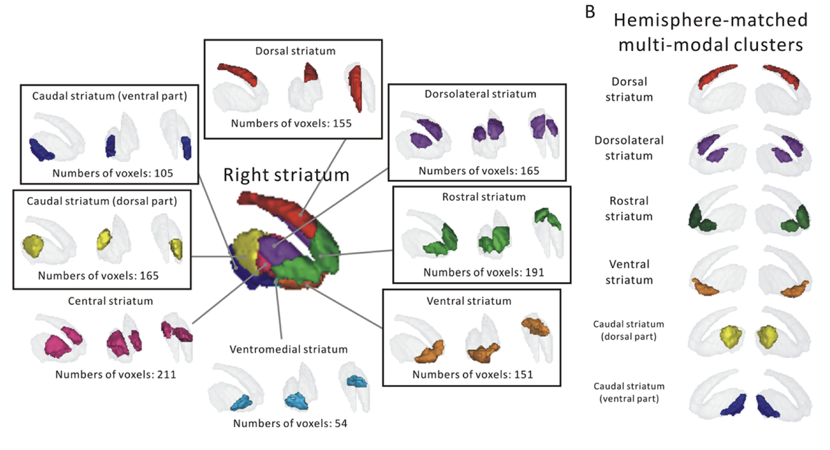 Congratulations to Xiaojin Liu &amp; Kaustubh Patil to this massive work on the human striatum

- Joint multimodal in-vivo parcellation 
- Characterization of function and connectivity
- Clinical relevance in SCZ &amp; PD

Paper &amp; Maps available freely on ANIMA:
anima.inm7.de/studies/Liu_st…