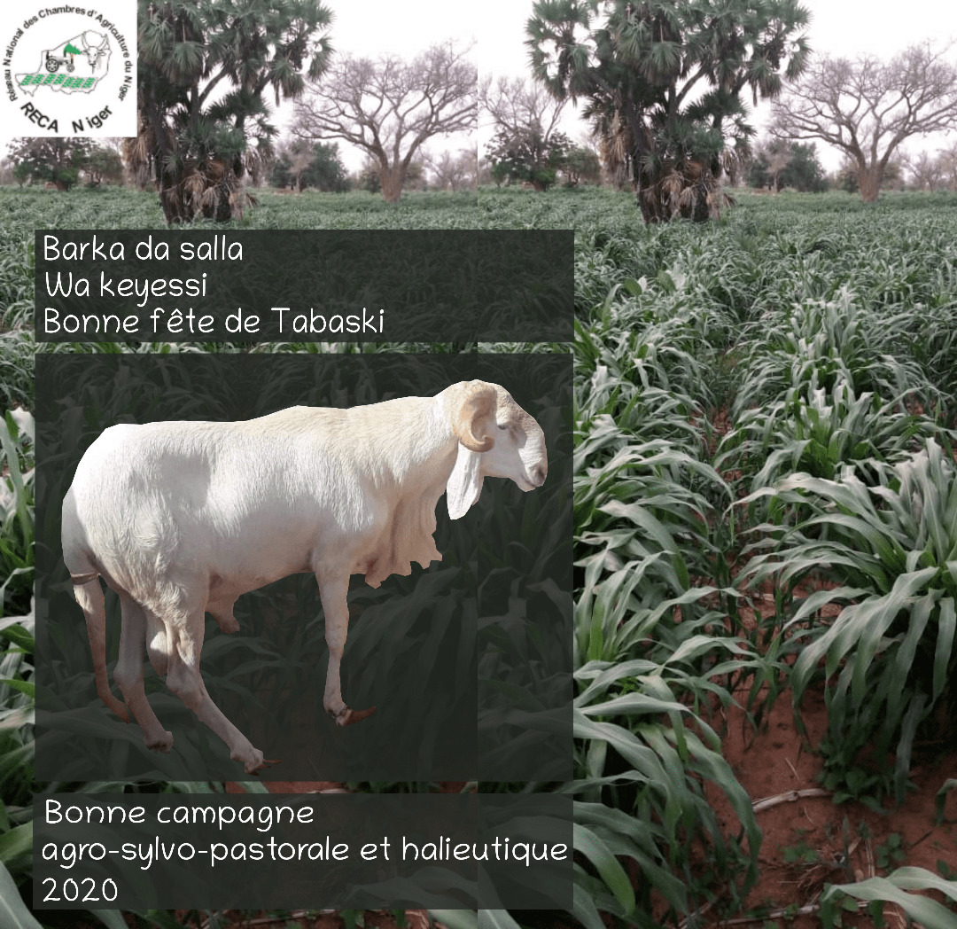 RECA Niger (@reca_niger) on Twitter photo 