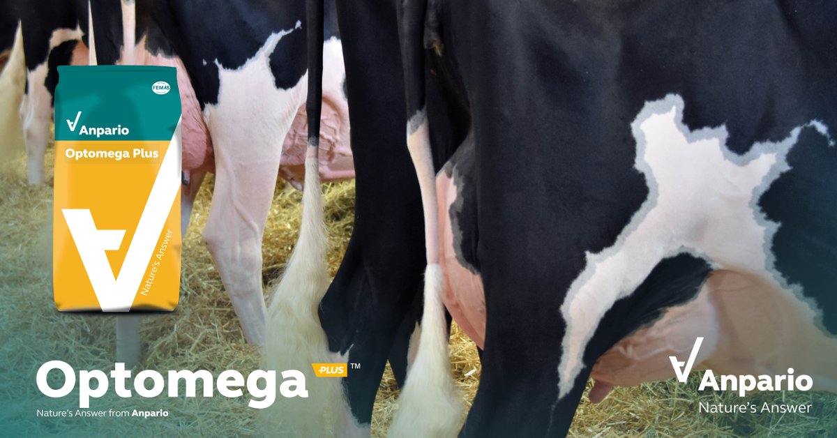 anparioplc's tweet photo. High levels of the omega-3 fatty acids, EPA &amp; DHA, in #OptomegaPlus are key to supporting shorter calving intervals, mammary gland development &amp; milk yield. Resulting in optimal herd performance.

Find out more: https://t.co/4cENYAUJWU

#NaturesAnswer #TeamDairy #SupportMilkYield https://t.co/OvSTIrSkZt