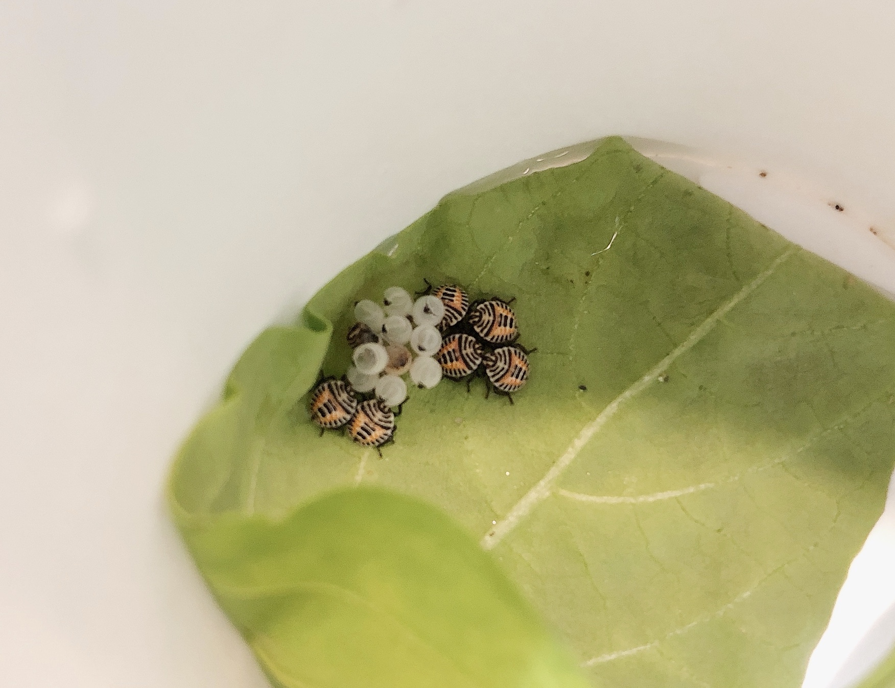 Mami Tanaka ところで てんとう虫の赤ちゃんを飼育したことのある方 やり方教えてください 晩ご飯の後で検索しよう T Co Zhvhvt1xze Twitter Mami Tanaka ところで てんとう虫の赤ちゃんを飼育したことのある方 やり方教えてください 晩ご飯の後で検索しよう T Co Zhvhvt1xze Twitter
