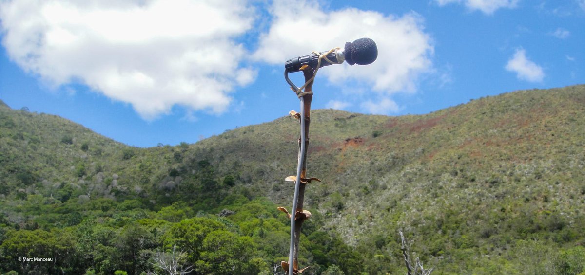 #IRDleMag’ 🗞| [#TERRE] Le son comme révélateur des modifications de la #biodiversité ?  Découvrez comment les écoacousticiens étudient les sons produits par un #écosystème pour évaluer l’impact des perturbations extérieures ▶️bitly.com/3f8lo0t