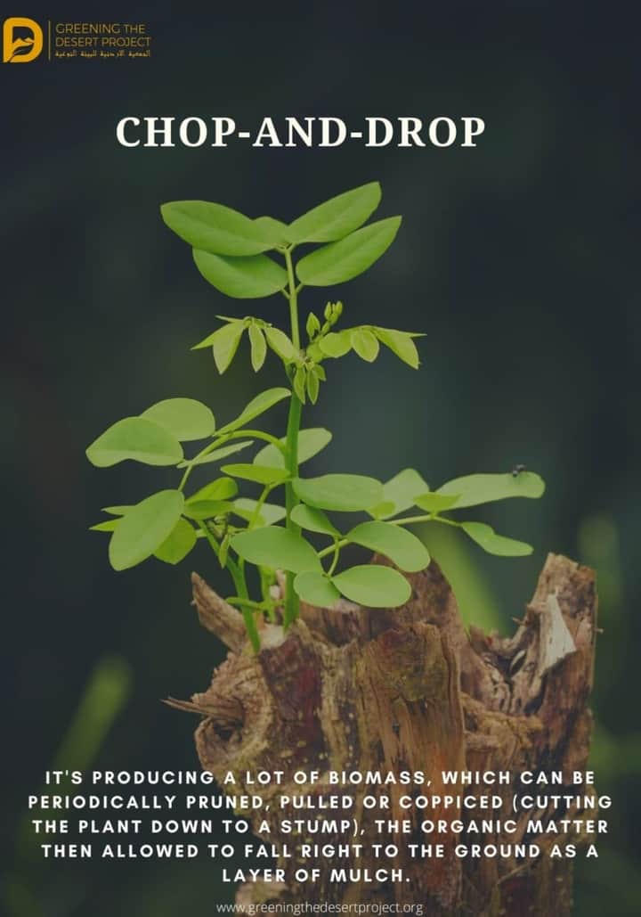 greeningdesert2's tweet photo. Chop And Drop 🌿🌳✂️⛏️
It's producing a lot of biomass, which can be periodically pruned, pulled or coppiced (cutting the plant down to a stump), the organic matter then allowed to fall right to the ground as a layer of mulch 🌿🌳🌿 https://t.co/U5gLEJc61H