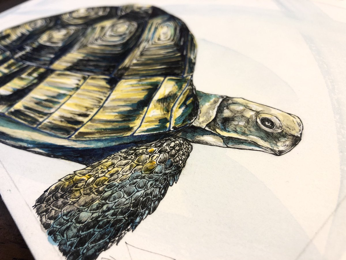 オーダーを頂き アラブギリシャリクガメを描きました パズルのような甲羅の模様や黒 Jin 就活のイラスト
