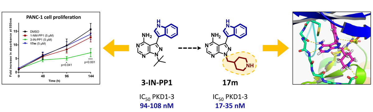 MolDesignS's tweet photo. Our latest work on the development of novel, anticancer PKD inhibitors is online! #EurJMedChem
Congratulations to all the collaborators! @kullbmd @JoVanLint_LKI #RegaInstitute 
Check it out here: https://t.co/ym01sksFMv https://t.co/xJpX8DSwss