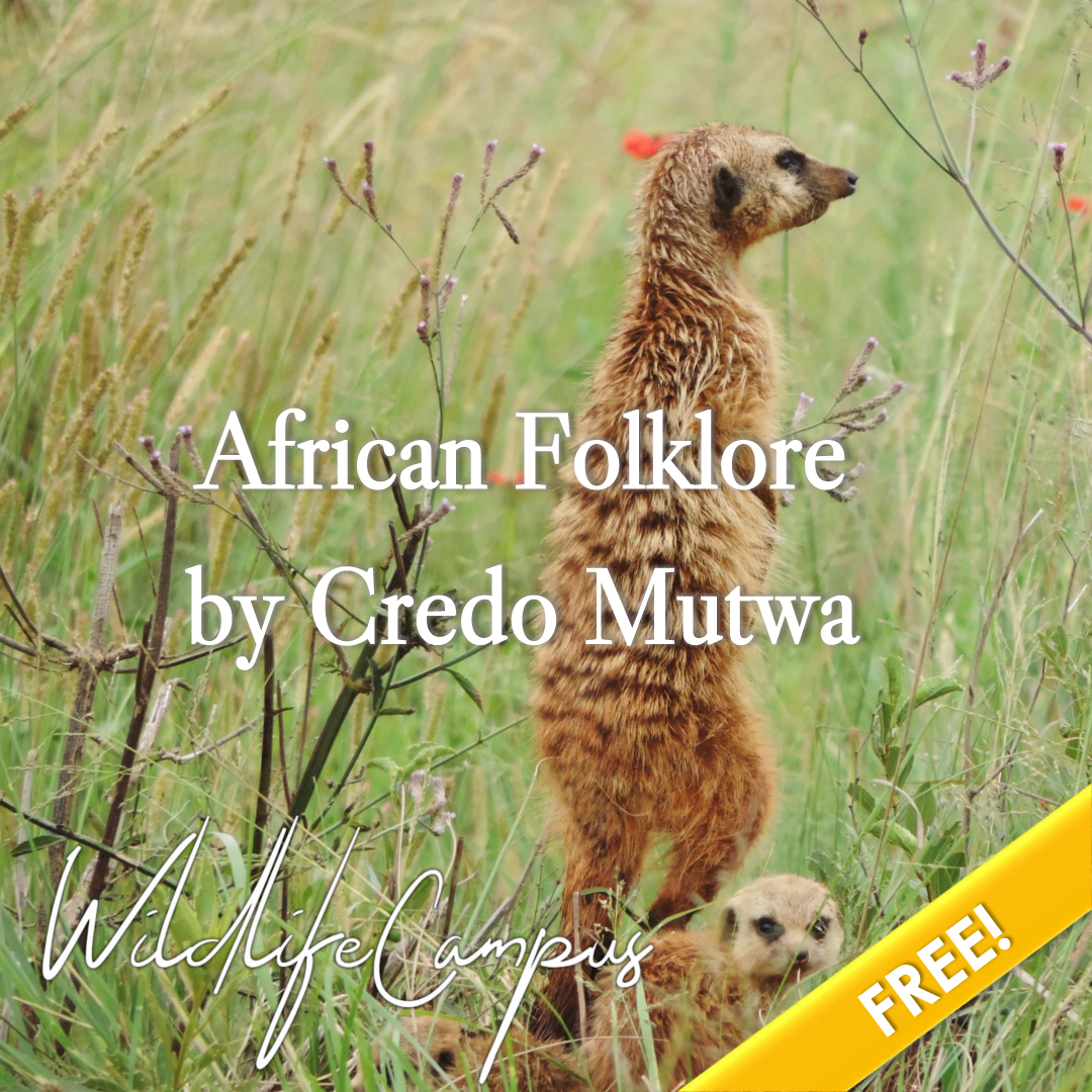 WildlifeCampus's tweet photo. This course is by the late Credo Mutwa, one of Africa’s most celebrated Sangomas. The content is not scientific but explores the natural world from a deeply cultural perspective. 
#WildlifeCampus #LearnProtectSave #OnlineCourses  #FreeCourses #FreeOnlineCourses https://t.co/RNvQGaNHVE