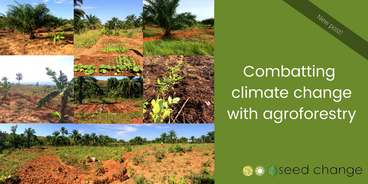 SeedChangeTZ's tweet photo. #Agroforestry brings countless benefits for smallholders, the land they farm, and local biodiversity. But the practice can also make a global impact! Read all about how the kind of agroforestry our farmers engage in helps to combat global #climatechange: https://t.co/uKgv38pncR https://t.co/pIgWWqu2gE