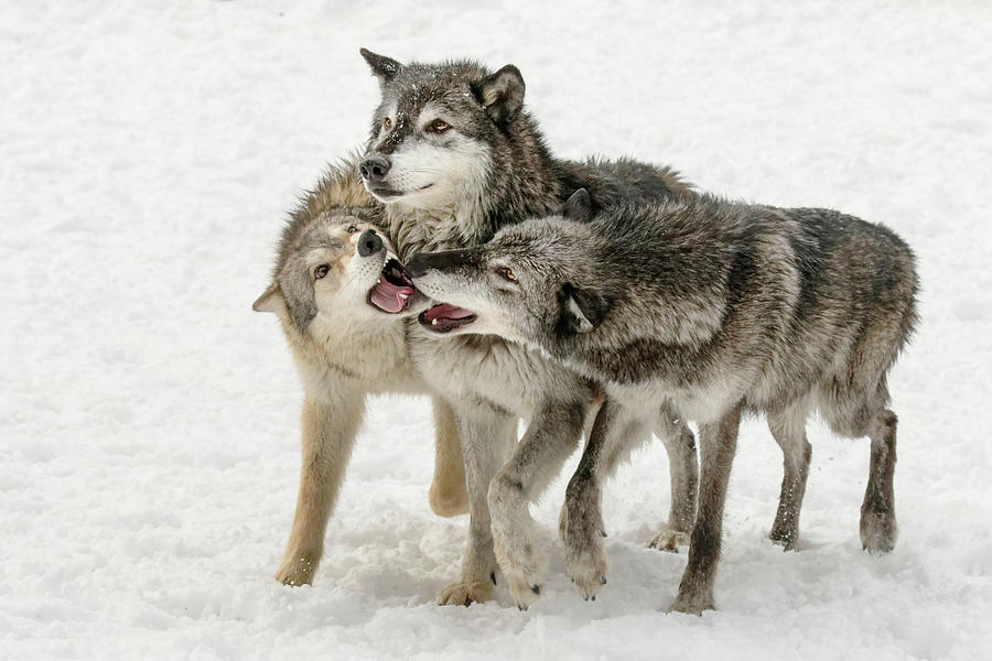joyce_hsung's tweet image. One of my Big 3 sources discusses about the social order and relationships among the free-living wolf packs as well as the concept of the alpha, social dominance,  and division of labor. #39canimals #WolfBehavior