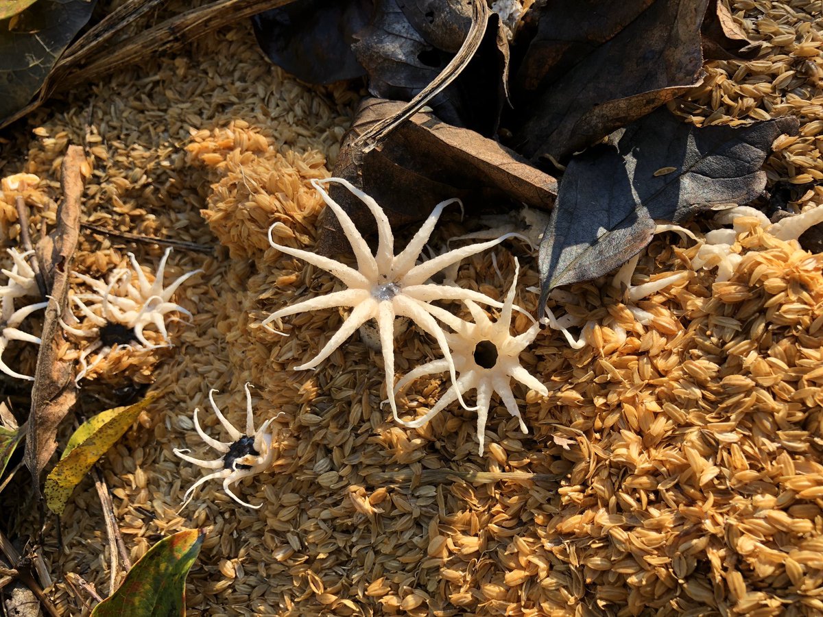 Green Pepper キノコと言えば ウチの裏庭にも去年すごいキノコが生えてたな 卵みたいなやつからゾンビ の手みたいなのが出て来て 最終形がイカみたいな イカタケ と言うキノコ また魚の腐った様な臭いがして何から何まで驚愕だった