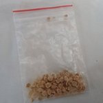 海外だけじゃない!？中国から謎の種が送られてくるので注意!