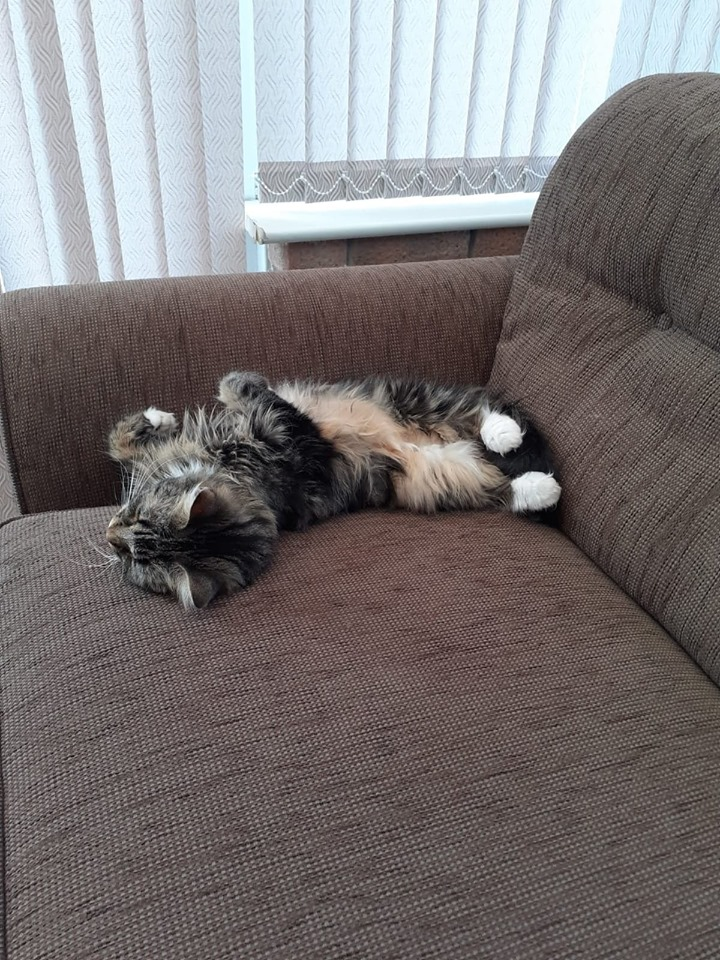 PickyVitie's tweet photo. Morning kitties, starting the day by chilling on my fave settee while thinking up my naughty plans for the day! xx #CatsOfTwitter #CatsOnTwitter #catslife https://t.co/N34NuRYnuU
