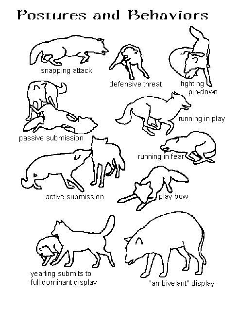 joyce_hsung's tweet image. These are some drawings that show the postures and behaviors a wolf displays when they are in certain situations. #39canimals #WolfBehavior #StandForWolves