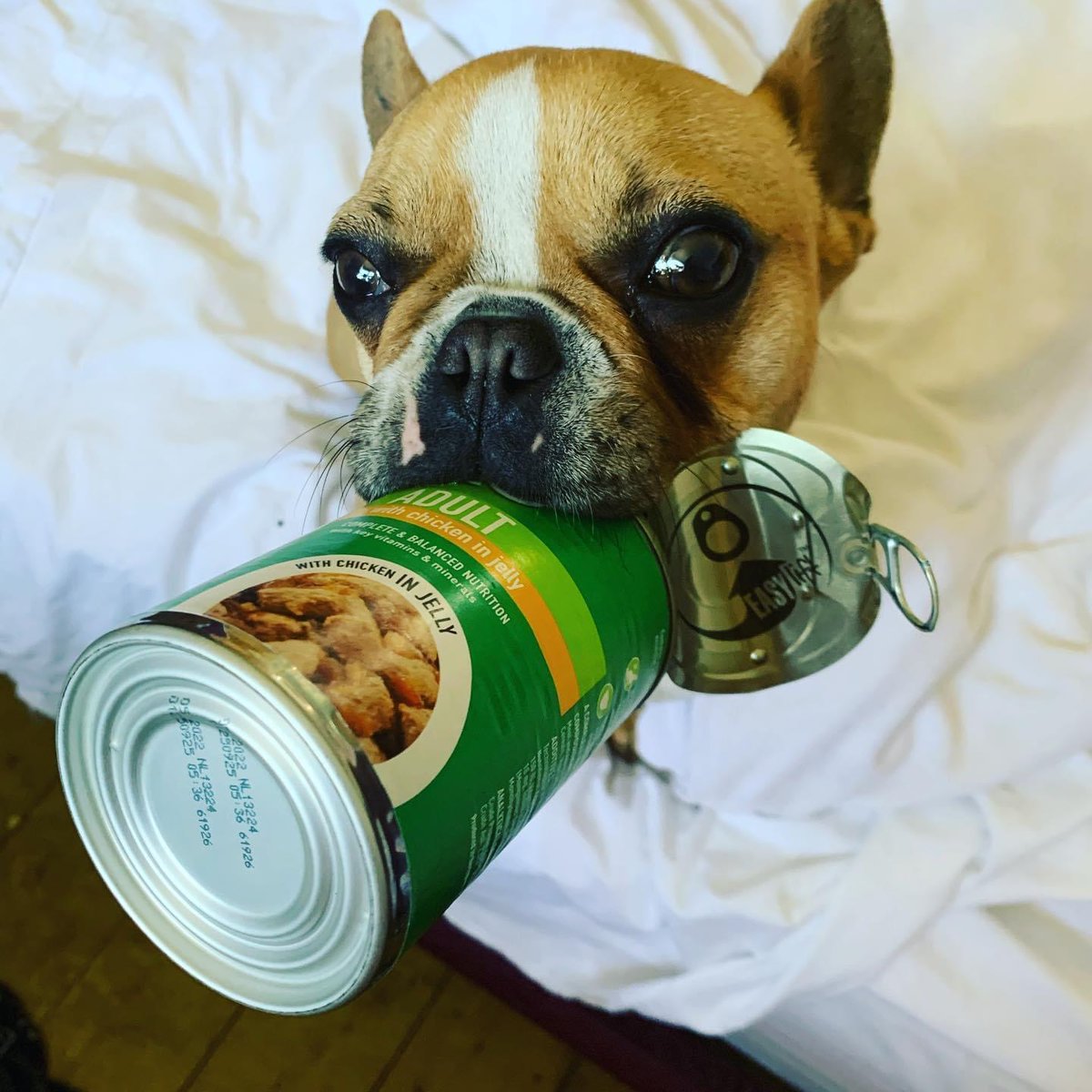 phoenixlegals's tweet photo. #ThrowbackThursday This is Peanut on her lunch break. ❤️ Working from home wasn't so bad, especially in precious moments like this one! 😂 #PhoenixPup #workdog https://t.co/eqiSO6a9Rc