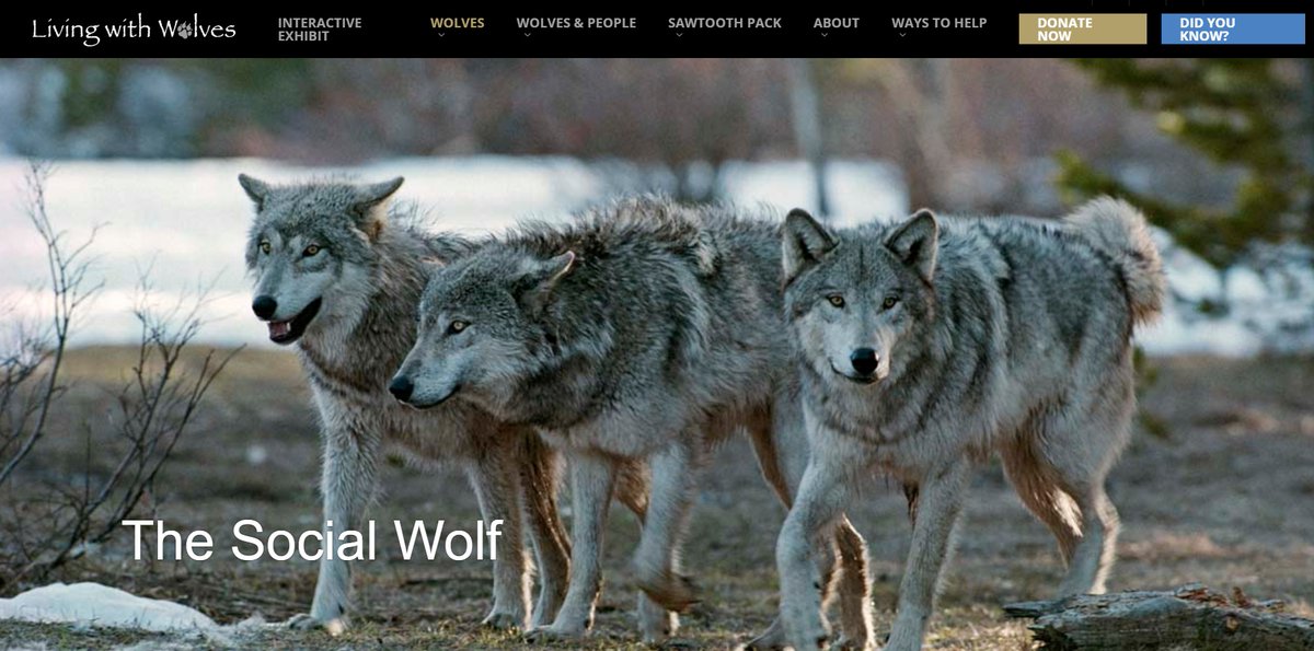joyce_hsung's tweet image. I just wanted to introduce @LWWolves. They have a website where they explain the facts about wolves, like their behavior, and the relationship with humans. They give nice brief explanations and blogs easy to read. #39canimals #WolfBehavior #StandForWolves