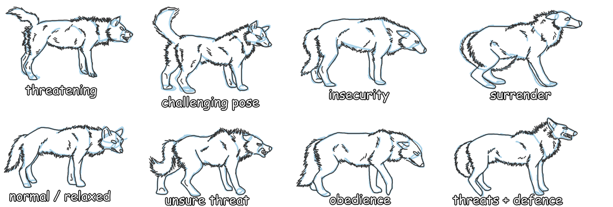 joyce_hsung's tweet image. These are some drawings that show the postures and behaviors a wolf displays when they are in certain situations. #39canimals #WolfBehavior #StandForWolves