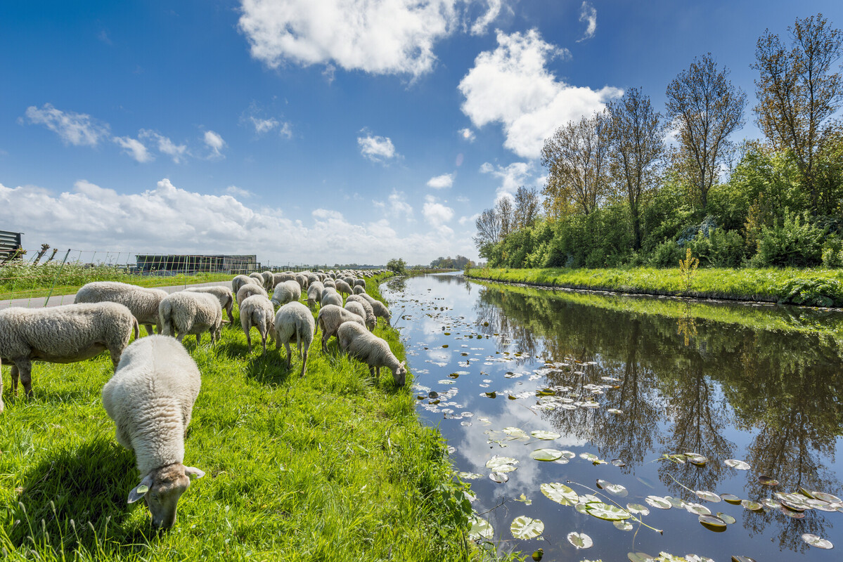 Rendac Son tweet media