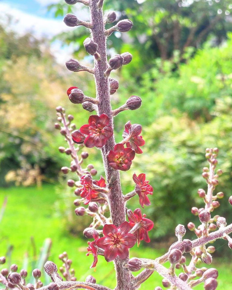DouentzaGarden's tweet photo. Veratrum nigrum (black false hellebore), an amazing plant grown for its foliage but the flowers are gorgeous too.
#DouentzaGarden #Veratrum #Veratrum_nigrum #hellebore https://t.co/JrGGvqUk5U