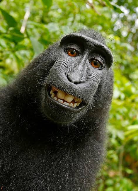 Welcome to another addition of  #IPThursday with your favourite lawyer. The following thread concerns the story of the famous Monkey Selfie, and whether or not an animal can own Copyright in a creative work?