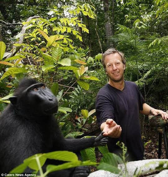 Our story begins in July 2011. This man, David Slater a British wildlife photographer took a 3 week trip to Indonesia. His goal was to take pictures of macaque monkeys, a species of monkeys found in Indonesia. He had been doing so for a few years at this point.