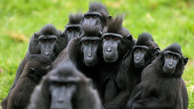 He found a group of them in North Sulawesi, Indonesia and started following them around. I’m sure the poor monkeys thought this was incredibly strange. Like why is this human stalking us?!