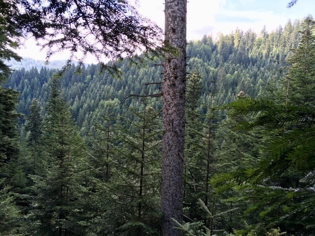 Die #Weißtanne gilt als Hoffnungsträger hinsichtlich des #Klimawandels. Im Vergleich zur Fichte ist sie weniger trockenanfällig und durch ihre tiefe Durchwurzelung auch widerstandsfähiger gegenüber Stürmen.