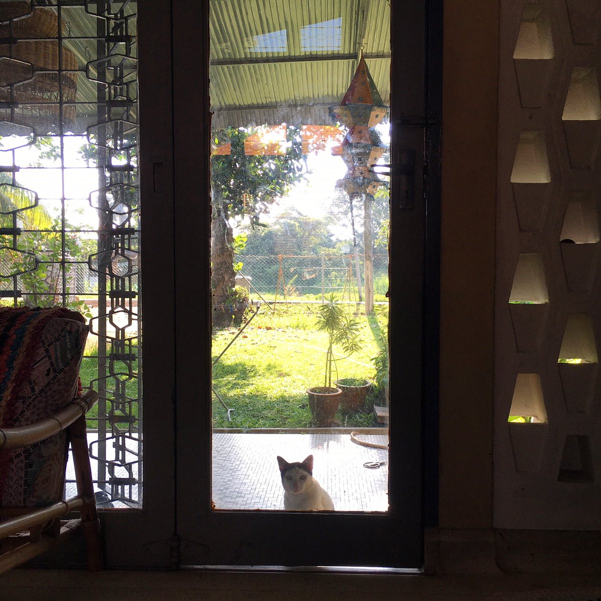 zedecksiew's tweet photo. "The Shape of Longing"
or
"Mooed the Cat"
Because he refuses to stop harassing our other mews, the cat called Mooed is no longer allowed in the house.
Now he performs his supposed victimhood, mewing pitifully at the door.
#Mooed #localfauna #localdramaking https://t.co/9Gusu1FR2T