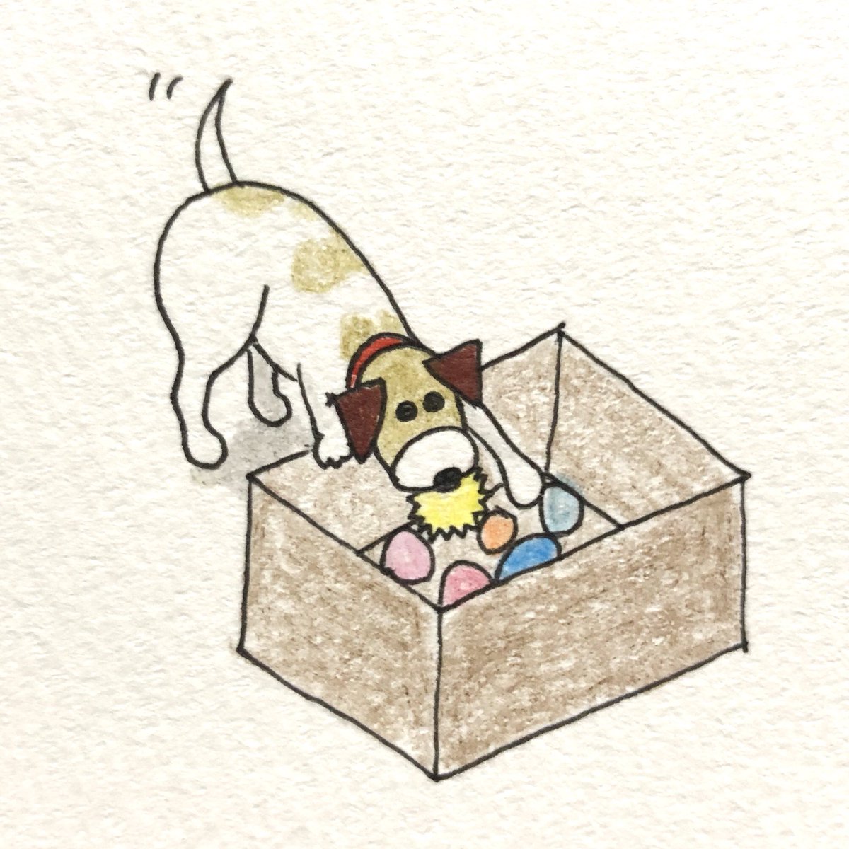 トトエリ Totoeri トトはおもちゃ箱からその時好きなボールを自分で選びます どれにしようかなーって選んでるのが可愛い 今日は青だな 今日はピンクと思いきやオレンジだね 今日はギザギザボール 今日の気分はギザギザなの 可愛い