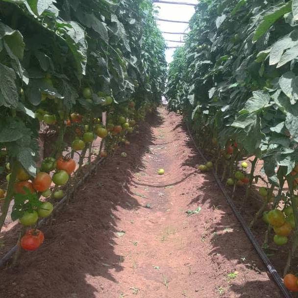 Charterseedsofficial on X: Tomato Star 9009 Aka Chamboko chewaya at Mr  Muzite's farm in Chipinge and planted 3000 plants . Star 9009 performs well  in rain season,yield potential 120-140 tonnes per ha