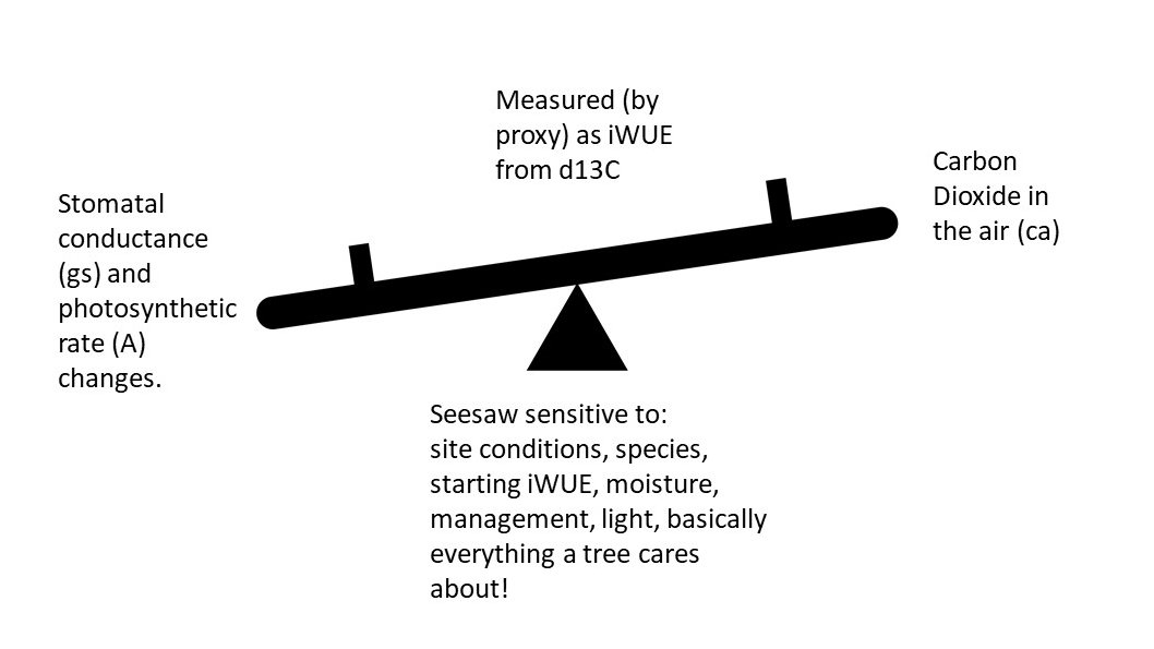 The stomata seesaw (with CO2 [in] on one end and water [out] on the other) can be studied over time by measuring d13c in tree rings and converting the values to intrinsic Water Use Efficiency, as a stomata-seesaw proxy. When we do that we see, unsurprisingly, a complex pic 4/