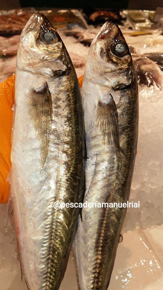 PescaderiaRial's tweet photo. ¡¡Muy buenos días!!, 30 de Julio ya! y empezamos a despedir el mes con mucho ☀️🔥.
#EnCarrefourExpress
#somosloquecomemos
#calidadfresconacional
@pescaderíamanuelrial ⚓💙 https://t.co/W6N4catjzw