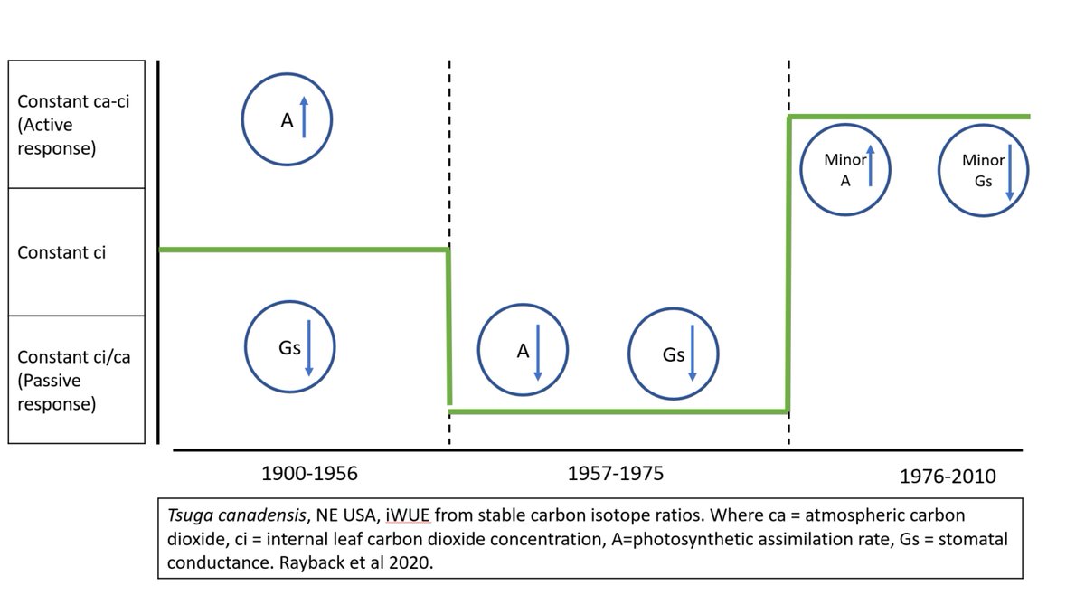 The trees we studied had adjusted their water-gas exchange dynamically in response to CO2, moisture, stand dynamics, site conditions. They shifted iWUE between passive/active (and neutral-ish) ci/ca behaviors in response to multiple variables, not in a simple one-way shift. 13/