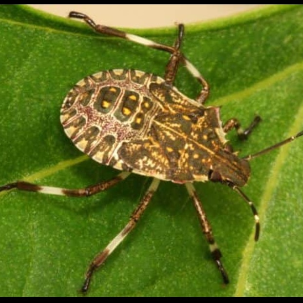 ALERTA PER PLAGA URBANA!! A Catalunya vam detectar el 2016 la plaga del bernat marró marbrejat (Halyomorpha halys) que actualment ja està present a 73 municipis de Catalunya. En aquests moments es localitza principalment a l’entorn urbà.