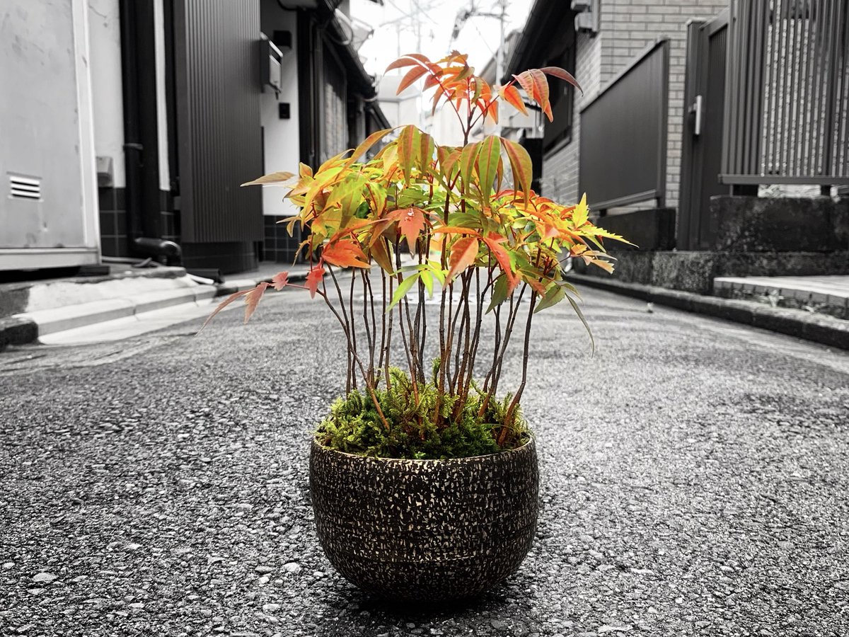 山内 駿 على تويتر 子供と植物 四季を通じて楽しめる植物 子供に水やりをお願いして 一緒に育てていくのも良いな 切り花 プリザーブドフラワー 植栽 いろんな楽しみ方が出来るように植木鉢もバリエーションを増やそう