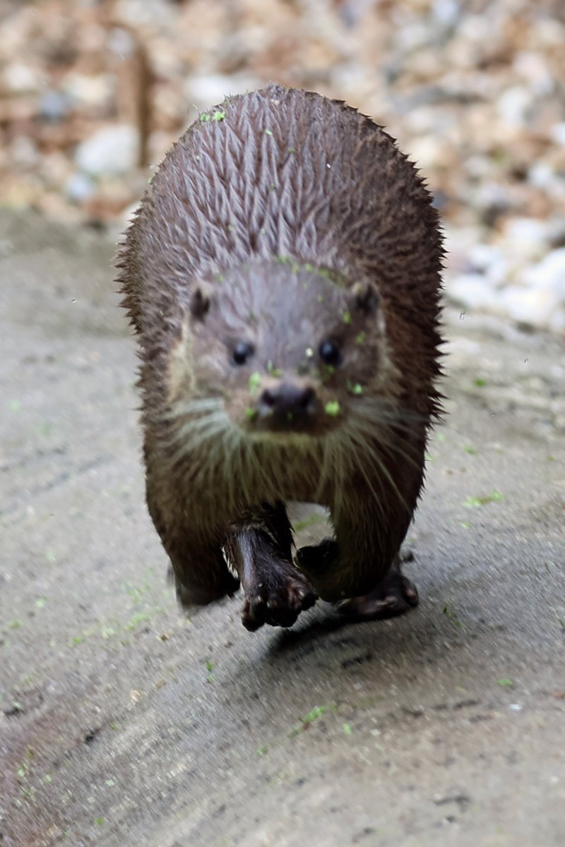 WildwoodTrust's tweet photo. Loki action shot!

#nofilter #speedblur #ottersoftwitter https://t.co/xsUB8dXSlE