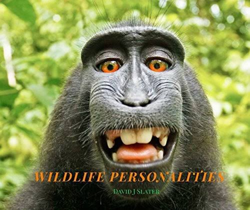 However, despite this, he was determined to make money from the photo. He released a book titled “Wildlife Personalities” which was released in the US. The book contained photos that had been taken by Naruto and other monkeys.