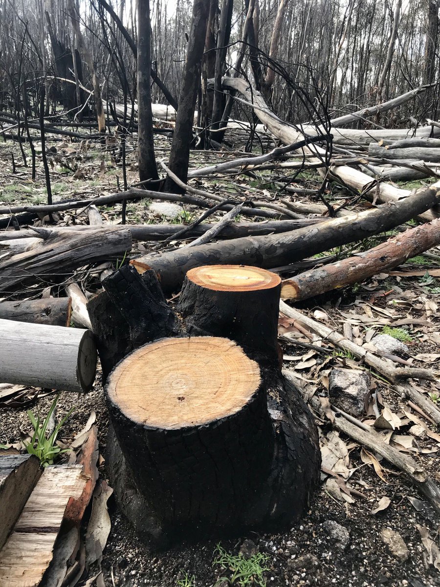Dr_AnnaM's tweet photo. Should add huge thanks to #ACTparks - it has clearly been a massive job to clear the trails and reopen the Square Rock walk following the bushfires earlier this year #legends #NamadgiNationalPark #LoveCanberra #igersCanberra #staycation https://t.co/86aSChAPmg