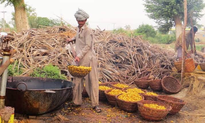 HullioSikandar's tweet photo. These workers from worldknown #DateFarms of #Khairpur in #Sindh keep endlessly working like other workers from dawn to dusk but barely earn Rs 500 per day. #FederalGovt must tie daily package and other incentives with big Traders who export our this indigenous #Ajwa to the world. https://t.co/XtzYOg98ix