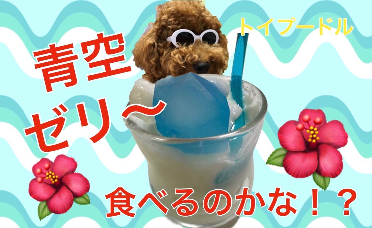 PekoTw's tweet photo. 【青空ゼリー】食べてくれるかな？？ 【トイプードル】生後8か月になりました ☆☆ 

https://t.co/gNiZr6qWsq 

#青空ゼリー
#犬
#トイプードル
#きれい 
#おやつ 
#ゼリー
#可愛いと思ったらRT https://t.co/PESQbsOQ8T
