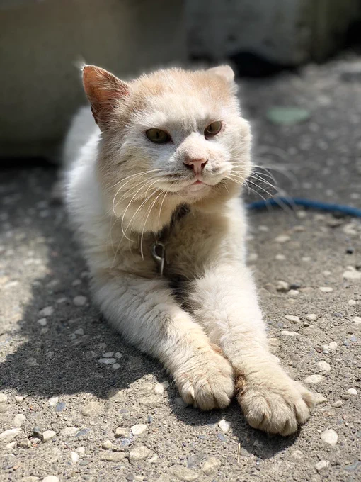 大事な家族とお別れしてきました…拾った時から老猫だったので遅かれ早かれこの時が来ると思っていたのですが…昨日はつらすぎて何も絵が描けなかった?最後まで側にいれましたしすごく安らかに見送れてよかったです…何度も泣いたくらい悲しいですけど…うちに来てくれて本当にありがとうハチくん… 