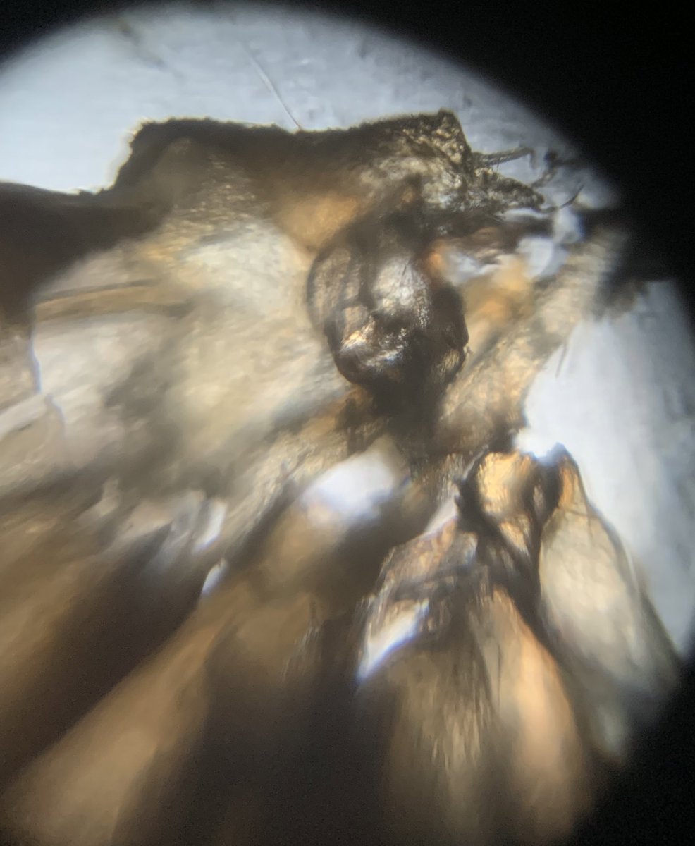 Fertiges #foldscope und einmal an die Handykamera angeschlossen (Objekt: Schmetterlingsflügel)