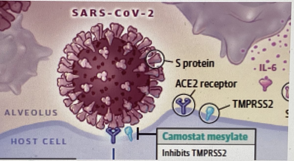 Unfortunately, in human airway epithelial cells, which express low levels of CatB/L, this pathway plays a minor role for viral entry for SARS-CoV-2. Here viral entry primarily depends on the pH-independent, plasma membrane resident serine protease TMPRSS2