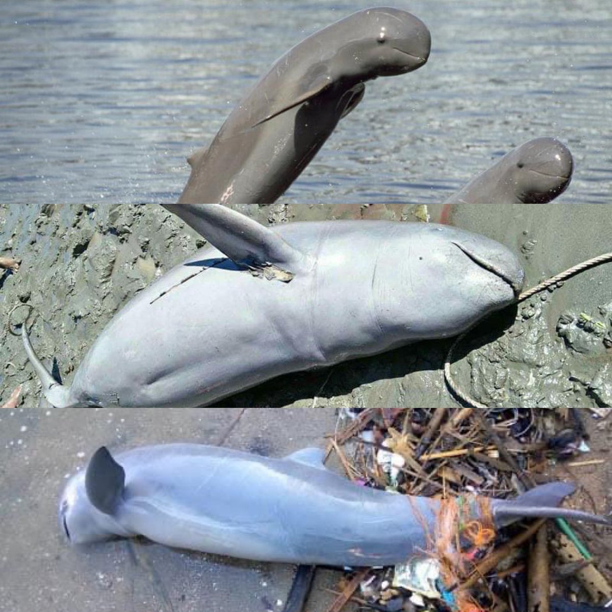 Creatorkmkyaw's tweet photo. Irrawaddy Dolphins left in Myanmar is now 70 in total. There was found six dead during last six months. It was caused by the electric shock fishing method.

#saveirrawaddydolphins
#StopEnvironmentalDestructiveFishingMethods https://t.co/BzWawHfDyK