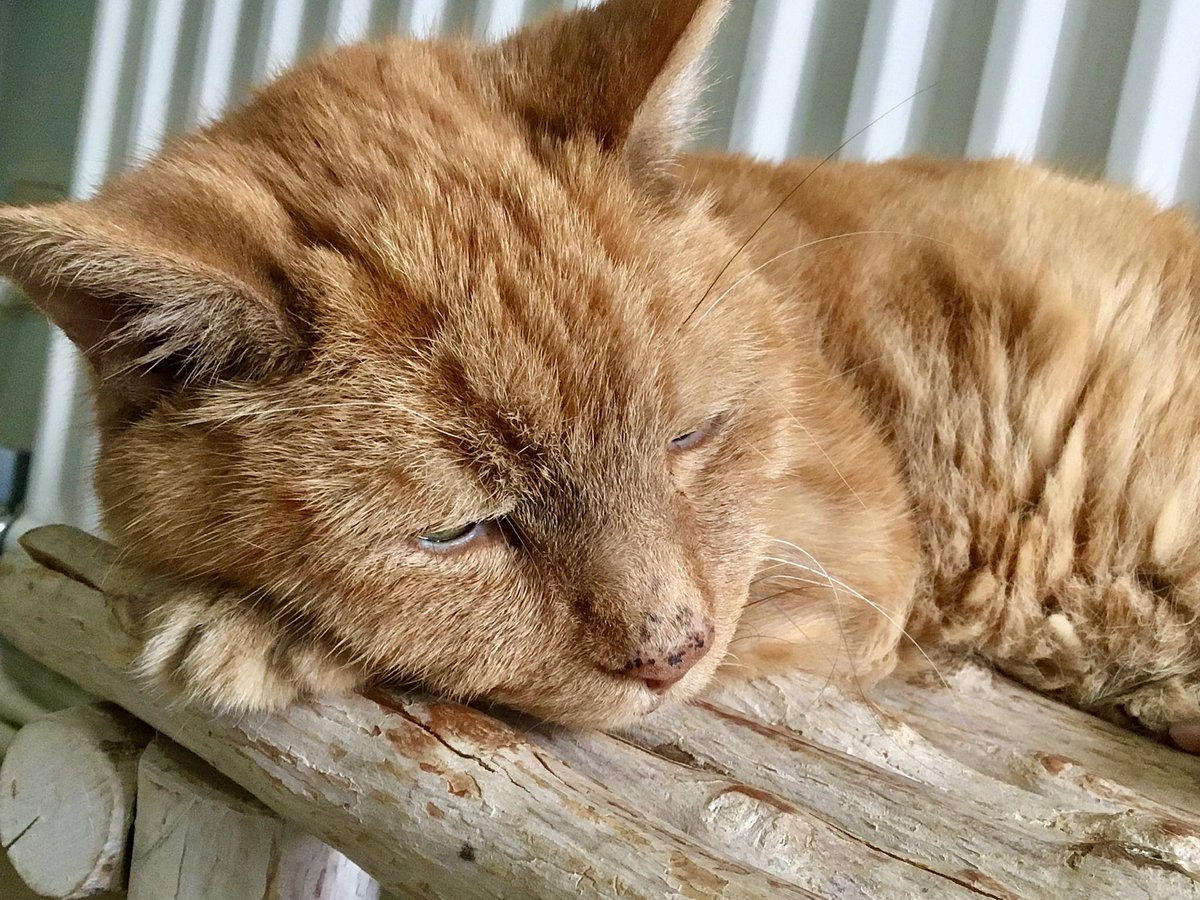 skylark22BHC1's tweet photo. Missing Barley so much since we said goodbye on 30th June, thought I’d just post a few pictures. #ripbarley #mygingercat #CatsOfTwitter #CatsOnTwitter https://t.co/24YOgFYjun