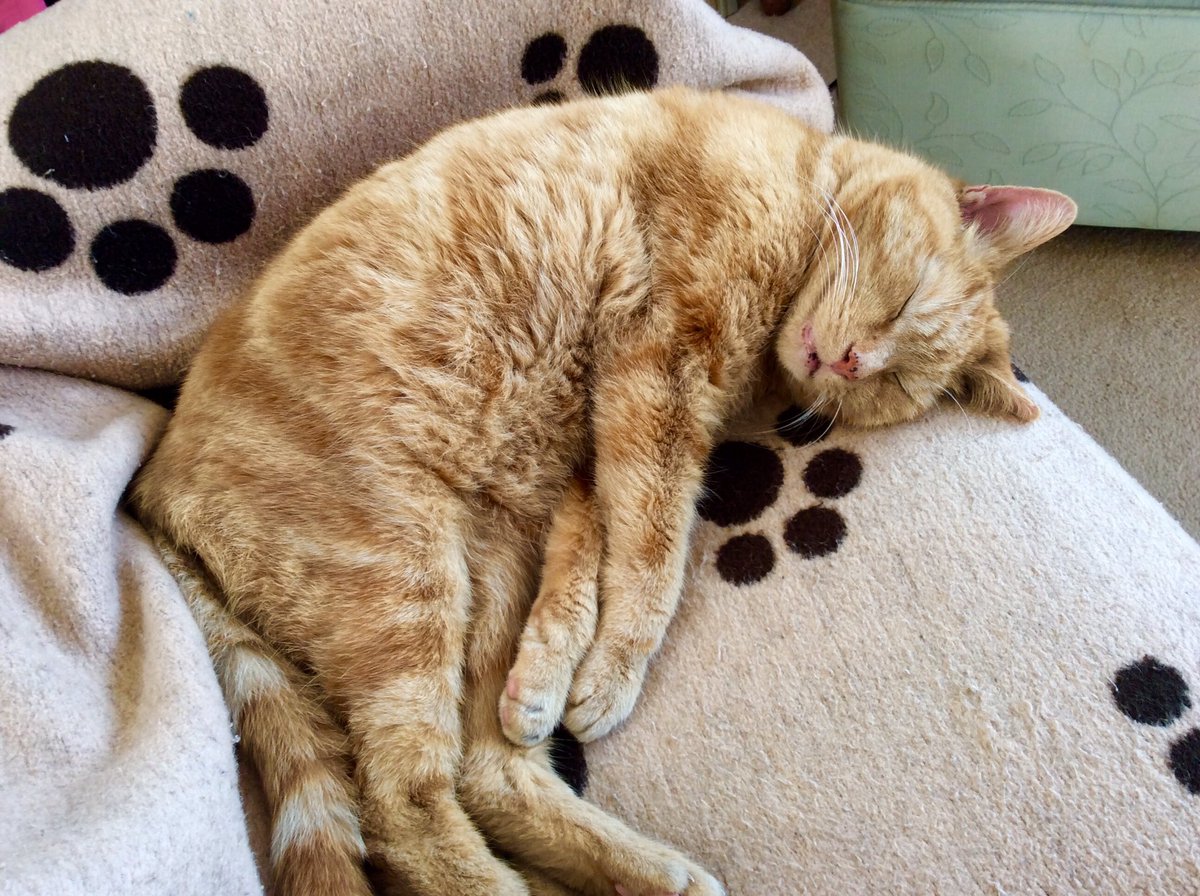 skylark22BHC1's tweet photo. Missing Barley so much since we said goodbye on 30th June, thought I’d just post a few pictures. #ripbarley #mygingercat #CatsOfTwitter #CatsOnTwitter https://t.co/24YOgFYjun