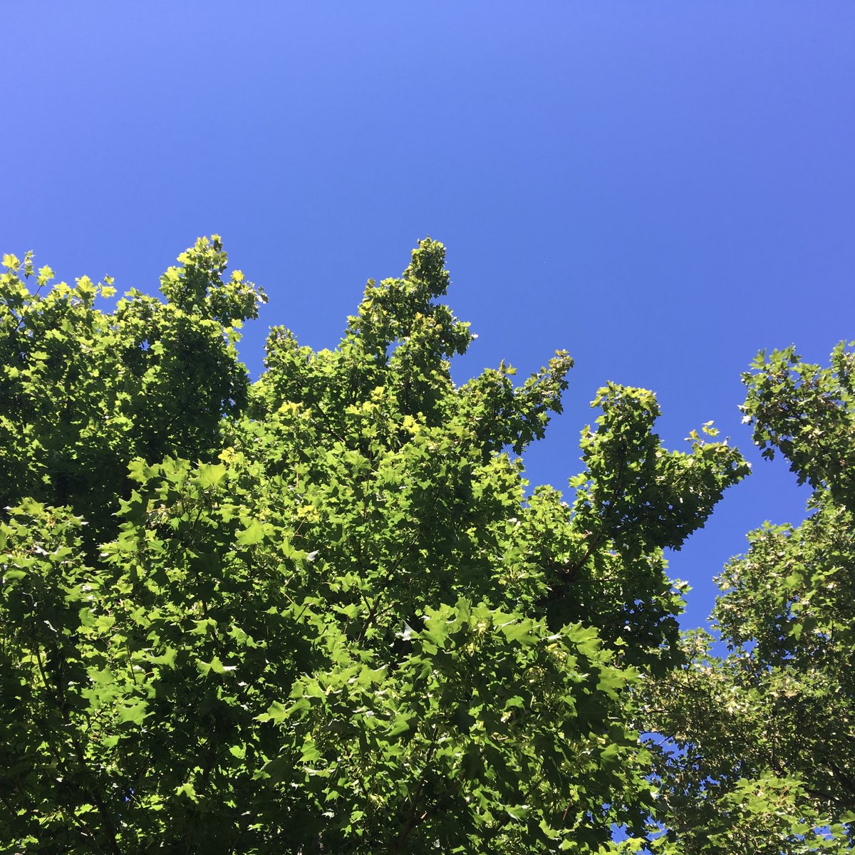 DrMrsT's tweet photo. Not a cloud in the sky... #leafbathing #hammocktime #notatwork https://t.co/LnNQYS3jZM