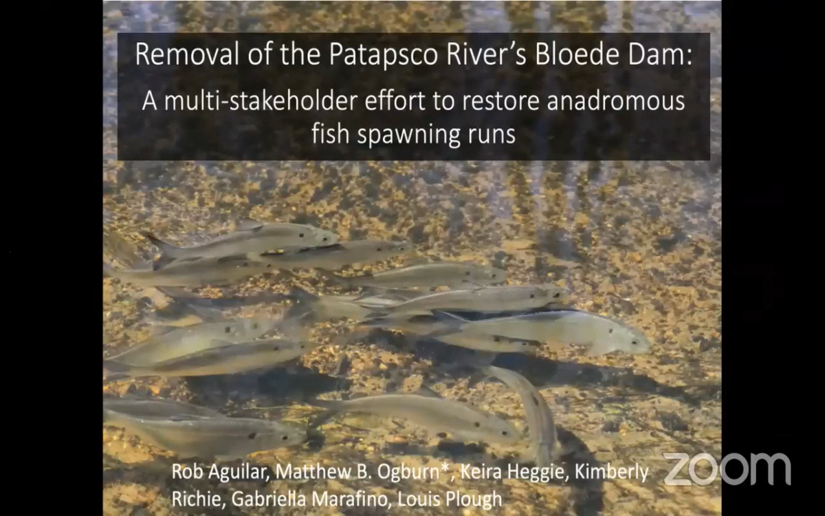 Removal of the Patapsco River’s Bloede Dam: A multi-stakeholder effort to restore anadromous fish spawning runs from  @SERCfisheries  @smithsonian  @SmithsonianEnv #NACCB2020  #Conservation  #ScienceForAll
